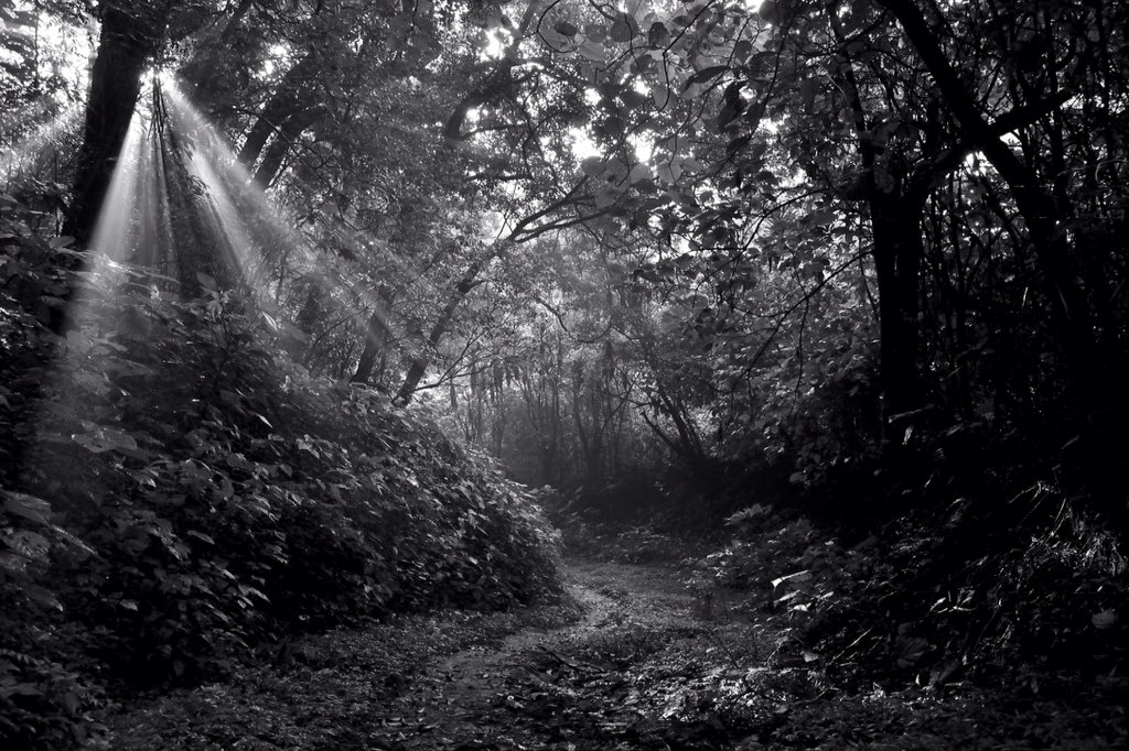 A beautiful morning walk