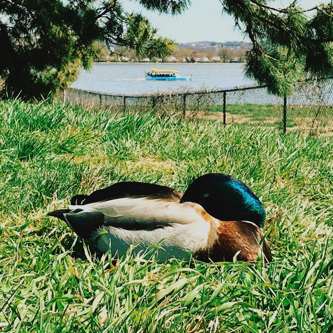 This duck knows how to celebrate #NationalRelaxationDay! 
📸: <a href="/robnorwood/">Rob. Norwood</a>