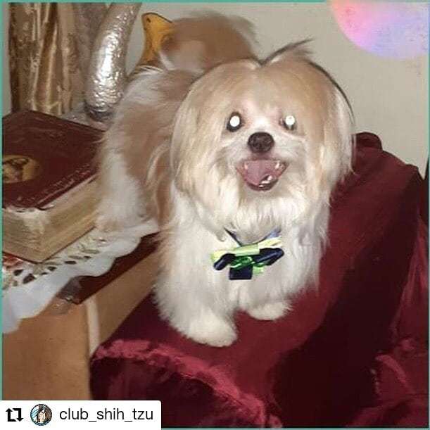 FANTASTICOS7BLN's tweet photo. #Repost @club_shih_tzu
• • • • • •
PARTICIPANTE 12-CATEGORÍA = MACHO - TOMY #TOTODIORSHIHTZU @la_tiendita_de_toto 🎉🐶 https://t.co/4opas3lREu https://t.co/05jiThB4kO