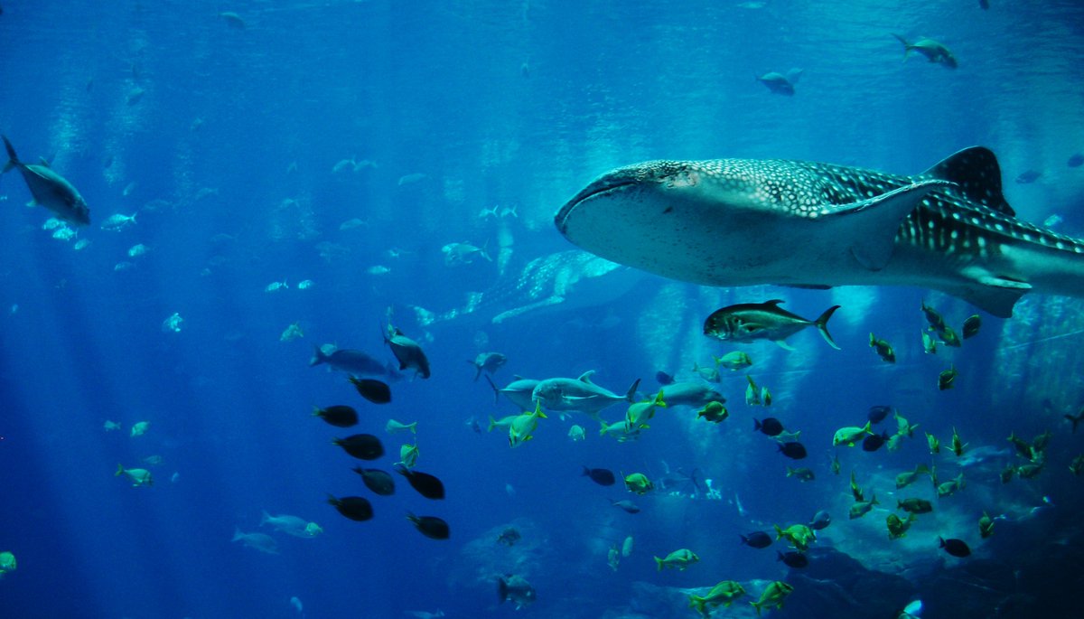 OmegaSeaLLC's tweet photo. Did you know the largest fish is the great whale shark? It can grow to 50 feet long. #didyouknow #largestfish #omegasea https://t.co/zXcpt3stKf
