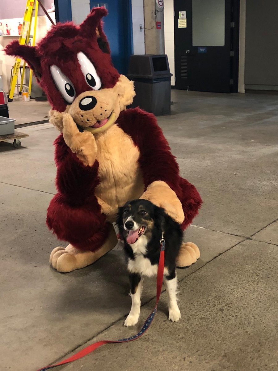 InstantReplayFb's tweet photo. @HM_HoneyBadgers @DannyDingo88 @rookiemascot @SizzlinSparky @McMasterU @Bones_911 We couldn't agree more, our dogs even enjoyed the mascots https://t.co/WFGz3EWSYs