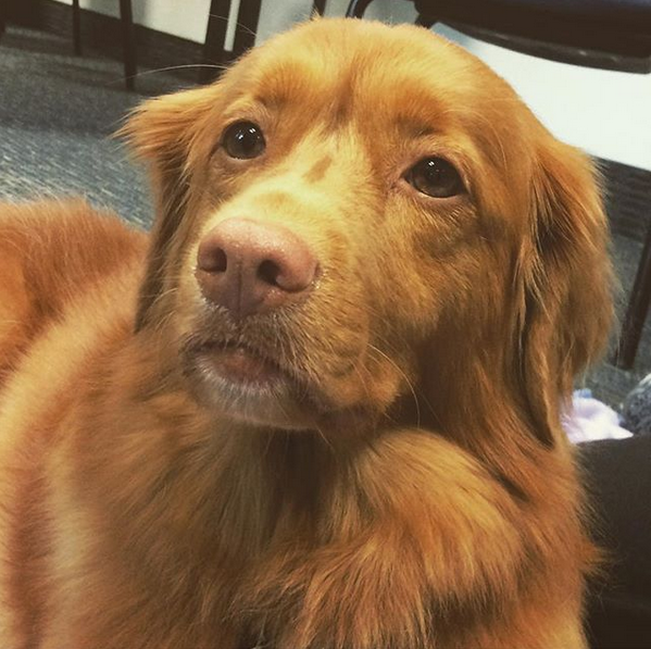 TherapyChicken's tweet photo. #TBT to yesterday and Cassie at the last session of Summer PAWS. We'll be back on campus for fall semester, but kind of miss the dog days of #GopherSummer.  🐾🐾🐾🐾
https://t.co/JteHqBCh2O https://t.co/9ycw5R9iHT