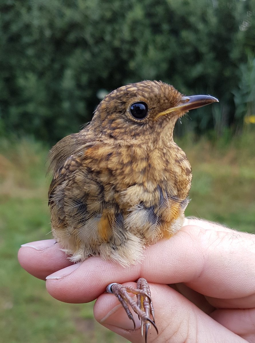 lee00barber's tweet photo. If you're thinking of coming to the @_bto #birdringing demonstration at @TheBirdfair on Friday, I could come first thing if I were you. #GonnaRain https://t.co/OsjGgfcheq