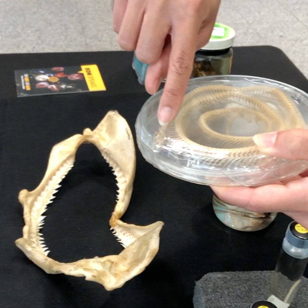 CanderelRes's tweet photo. Make sure to check out the #ROMItsAlive Pop-Up at @777BaySt. You can win 2 passes to the ROM by posting #777ItsAlive with an image of a horror inspired specimen from the Pop-Up.
#777ItsAlive #collegepark #community #torontolife #canderelcommunities #canderelresidential https://t.co/3xCGA0CR65