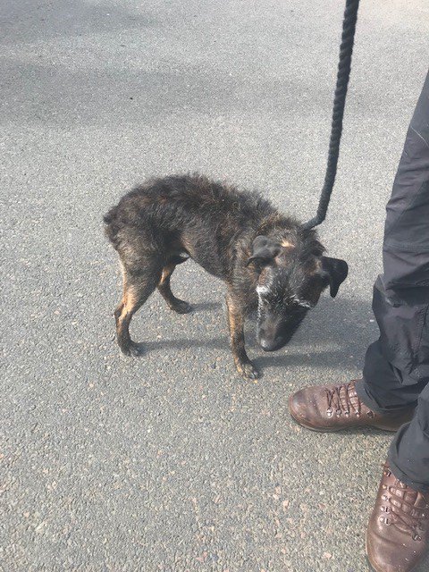 This lovely older lady was found in #Hawick and has been taken to the vet for observation. We think she is around 11 or 12  but there is no collar or chip. Let's help get her home #straydog #patterdaleterrier