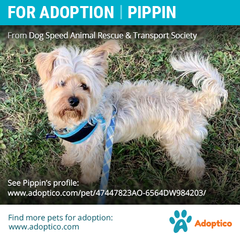 adoptico's tweet photo. Pippin is an adorable guy! He loves to run around and play. Check out his profile:

https://t.co/WfBq80aecD

#dogForAdoption #forAdoption #dogAdoption #petForAdoption #petAdoption #ontario #pet #dog #adoption #adoptico #arthur #cute #adorable #sweet #beautiful #yorkshireTerrier https://t.co/XAXNzf6MAg