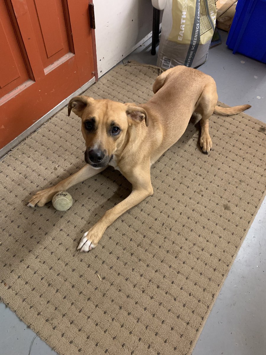 FOUND - This sweet young boy was found on Cordukes Road (Kingston) this morning. He is friendly but scared. Please share and help us find his family!! <a href="/MIHomeYGK/">🇨🇦 Make It Home YGK</a>