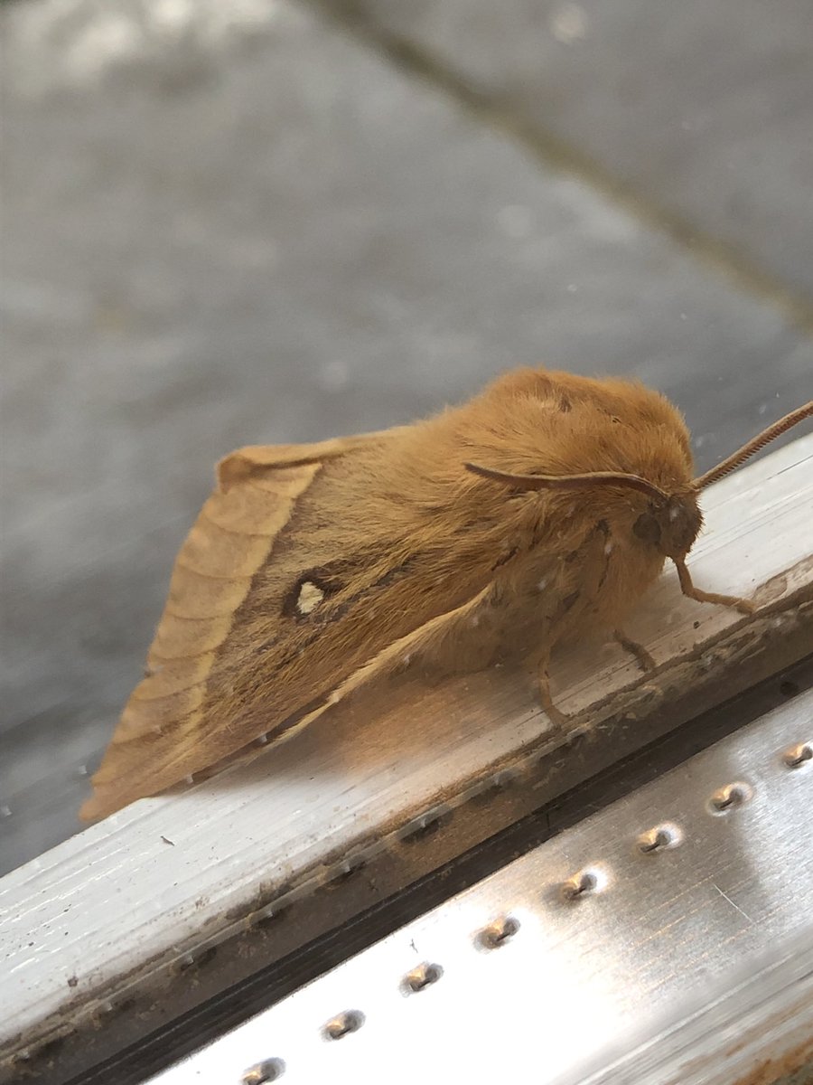 GagesMill's tweet photo. @Sandwichbirdobs as you’re now my moth expert - do you know what this one is? Thank you https://t.co/DJakhVUlrR