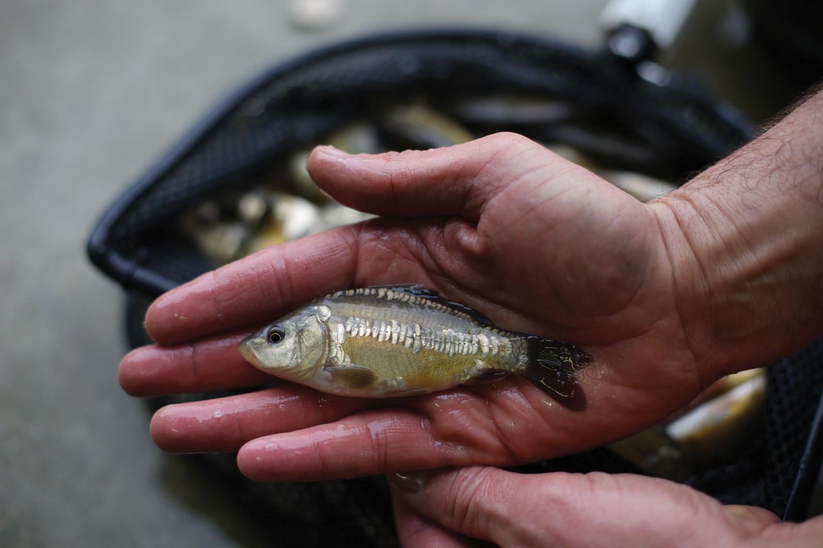 carpology: Size matters 🐟🐋

Simon Scott discusses how big UK carp can ultimately grow to inside the new CARPology 🎣📖

#CARPology