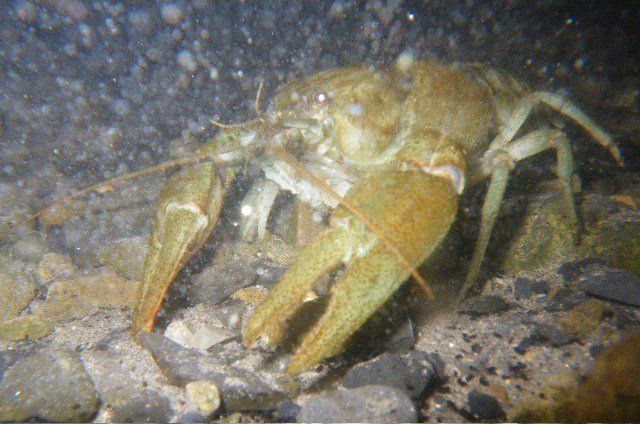 Inland Fisheries Ireland tweet media