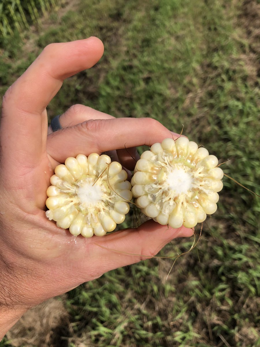 LonetreeSeed's tweet photo. @REAHybrids 1R780 planted May 14th into no till wheat stubble at 28,000 VR avg in 20” rows. Impressive cob(20 round) for a 79 day corn.  Let’s hope it finishes strong because if it does this looks like the real deal for us producers in the Us Highway 2 corridor. https://t.co/8DcqweQNwR