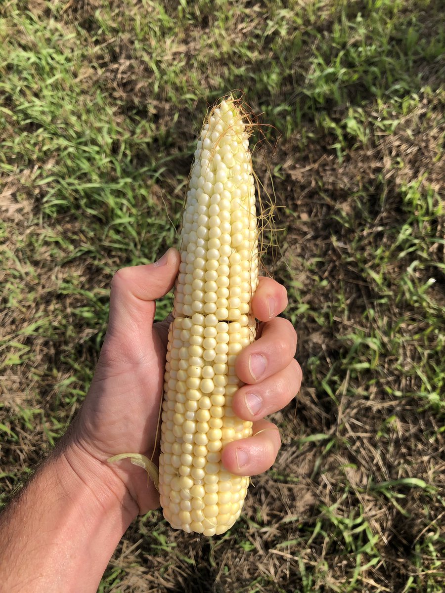 LonetreeSeed's tweet photo. @REAHybrids 1R780 planted May 14th into no till wheat stubble at 28,000 VR avg in 20” rows. Impressive cob(20 round) for a 79 day corn.  Let’s hope it finishes strong because if it does this looks like the real deal for us producers in the Us Highway 2 corridor. https://t.co/8DcqweQNwR