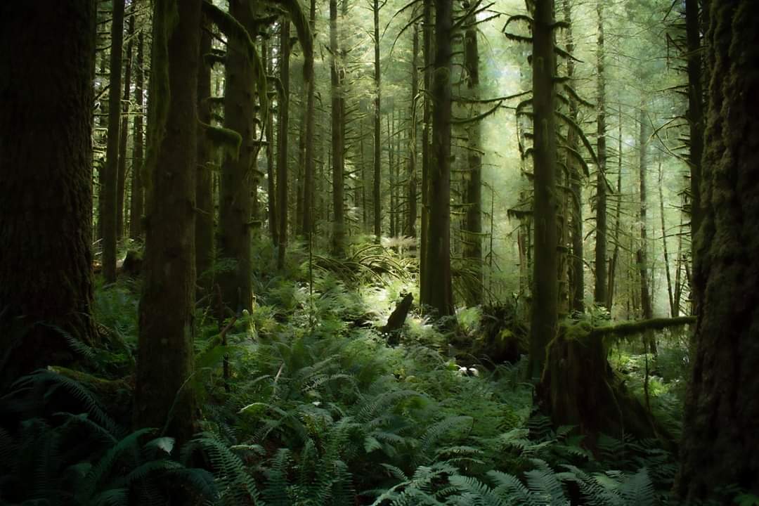 MonaLucas_Photo's tweet photo. Dive in.
#forest #scenic7bc
#alouettepark
#explorebc #maplearidge
@AlouetteParks @Scenic7BC @gooutside_live @HelloBC @enterherecanada @canadascope @bcmagazine https://t.co/k8InCYN84P