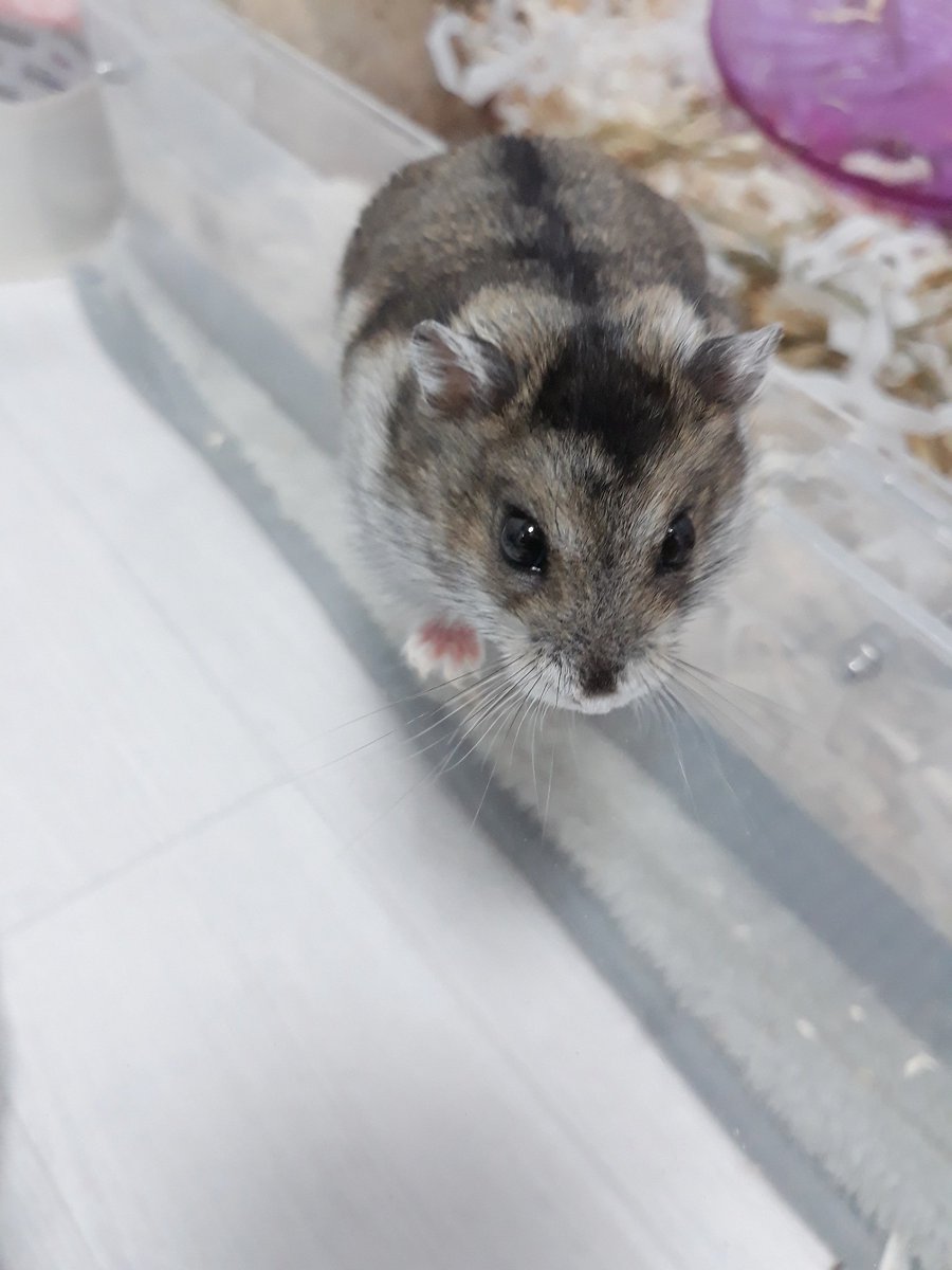 구월이 살찌고 더 귀여워짐.. 잉간은 울면서 사진 찍는다