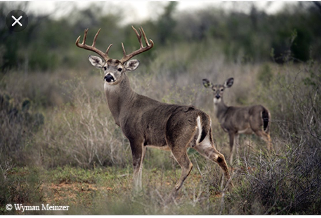 buckdoestx's tweet photo. 2020 Hunting Licenses available for purchase starting today. Get yours here at Buck &amp; Doe’s and let the hunt begin. Click or copy the link for all 2019-2020 Hunting Season dates: https://t.co/Fbt5K2XV6Z https://t.co/h50NIRw5mq