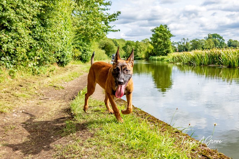 No1GhostDog's tweet photo. A few photos from our walk down the #GrandUnionCanal this afternoon which I think may have worn young Alice out 😊 https://t.co/4S59IYSWPB