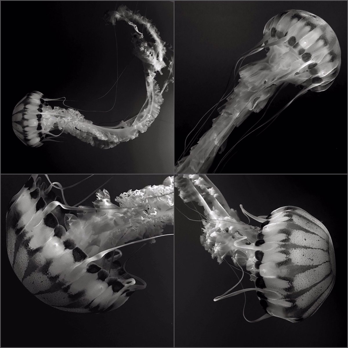 jimm_perdue's tweet image. There is a thin semantic line separating what is weird and what is beautiful... the demarcation of which is the jellyfish. #jellyfish #shotoniphone #mextures