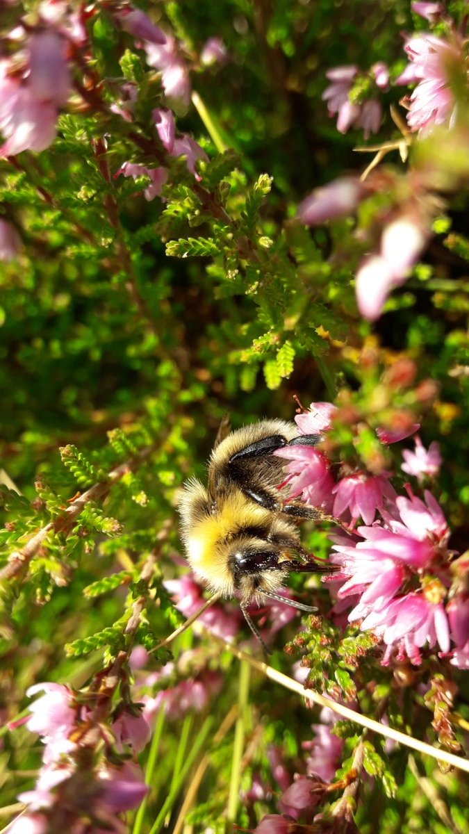BuzzingPeak's tweet photo. Bit gusty on t'moors! #surveying using 
@BumblebeeTrust #BeeWalk &amp; 
@moorsforfuture surveys are vital for informing our #conservation work. 
V. few bees braving the wind (despite much heather) today. This male white-tail #bumblebee was one of them 
@EasternMoors Totley Moss. https://t.co/iDRU8arI5f