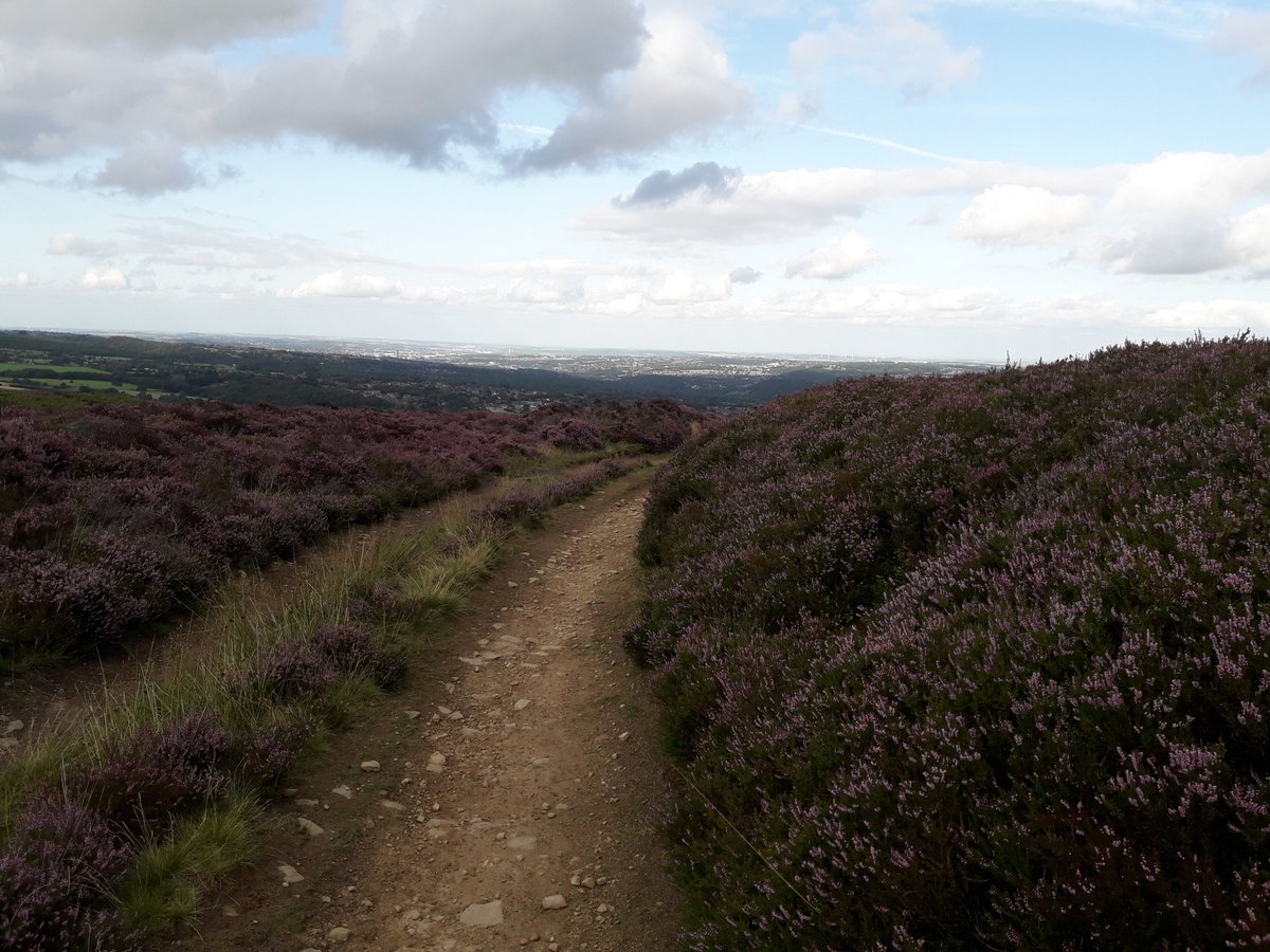 BuzzingPeak's tweet photo. Bit gusty on t'moors! #surveying using 
@BumblebeeTrust #BeeWalk &amp; 
@moorsforfuture surveys are vital for informing our #conservation work. 
V. few bees braving the wind (despite much heather) today. This male white-tail #bumblebee was one of them 
@EasternMoors Totley Moss. https://t.co/iDRU8arI5f