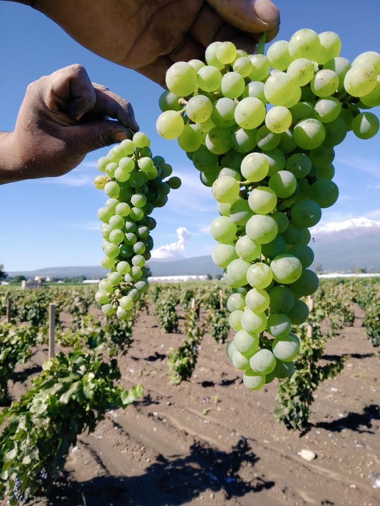 ViticulturaMh's tweet photo. Reporte D-2 de #VendimiaPuebla 2019. Ayer liquidamos los rosados en las Viñas el Venturero I y el Clos de Tecuanipan hoy atacamos el débourbage y empezamos con los blancos experimentales! A fin de fermentación veremos ... Quizás el primer Champenois Poblano. Booom! https://t.co/38TDOT5diY