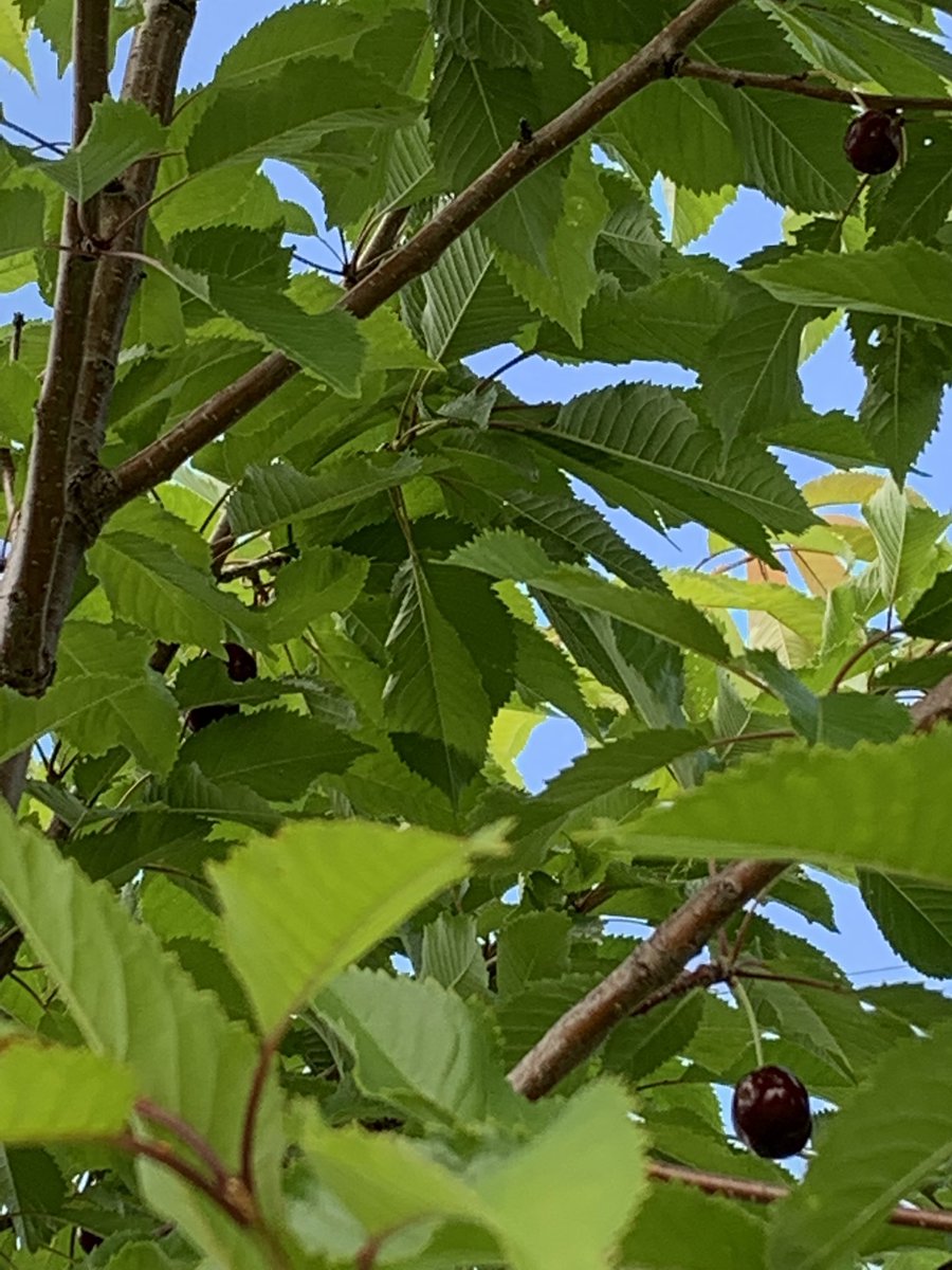 BSGwomenscentre's tweet photo. Our garden is growing some yummy things for programming! We have spinach, cherries, strawberries all frozen for the fall and the tomatoes should be ready for picking after Labour Day!! #healthyeating #backyardeats https://t.co/g6DQ9jF2Ez