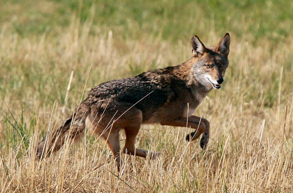 CaraSantaMaria's tweet photo. Trump Administration reauthorizes the use of ‘cyanide bombs’ to kill wild animals. 😓
#EPA #Cyanide #WildAnimalProtection #Foxes
https://t.co/PELB3UvOjq https://t.co/xhKbioJxLj