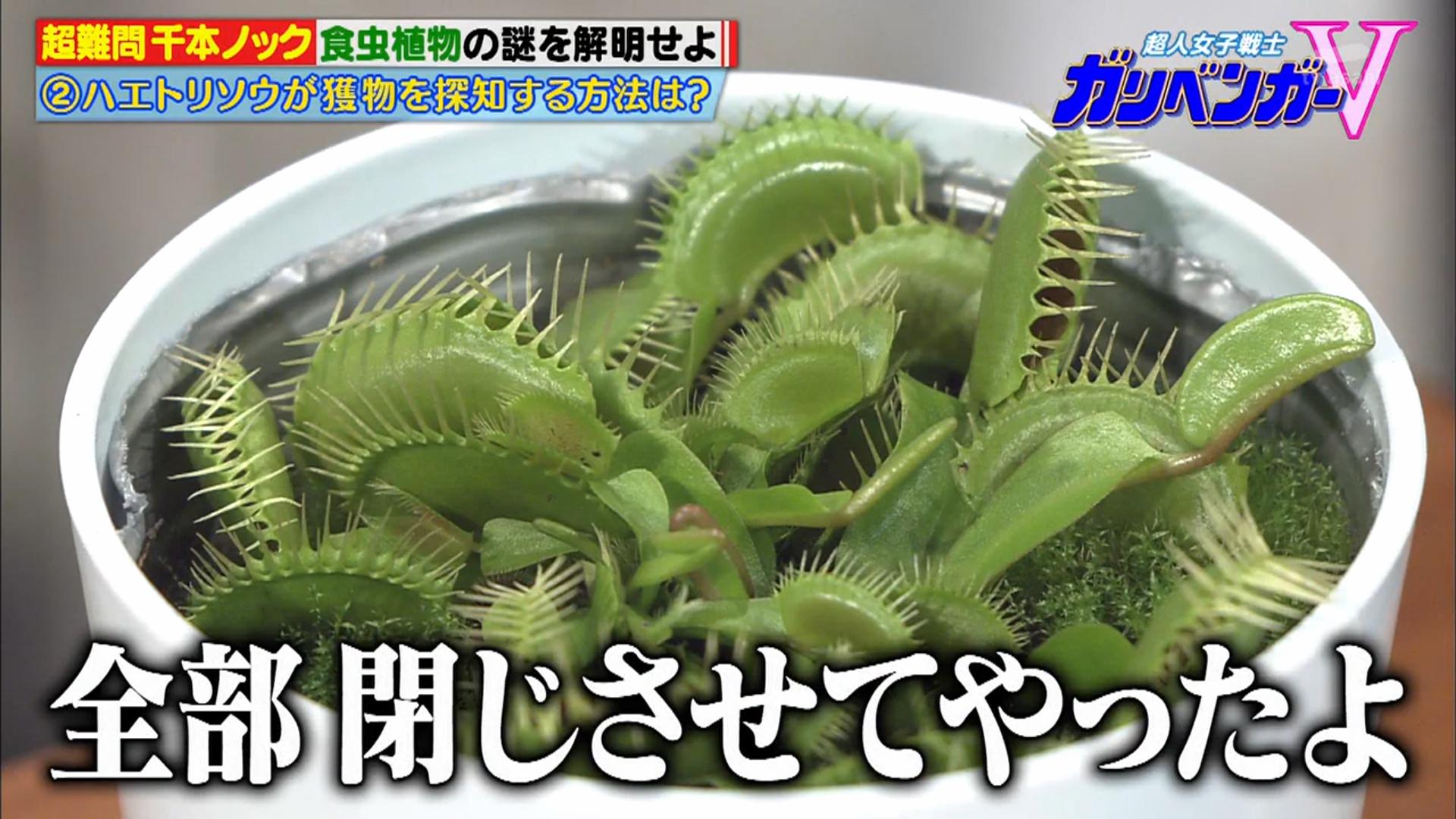 じゃっぷん ハエトリグサはなぁ 1回閉じるのにめちゃくちゃ体力を消費するんだよぉ 閉じたときに虫が居ないと体力を回復するエネルギーが補給できないから2 3回くらい空閉じすると枯れちまうんだぞ 遊びで閉じるんじゃねぇよ 可哀そう