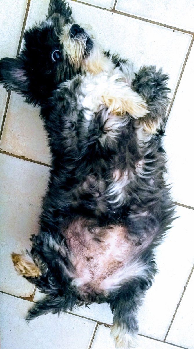 regi_fraga's tweet image. Feliz 12 aninhos Luinha da mamãe 🌜💖🐾 #bdayLua