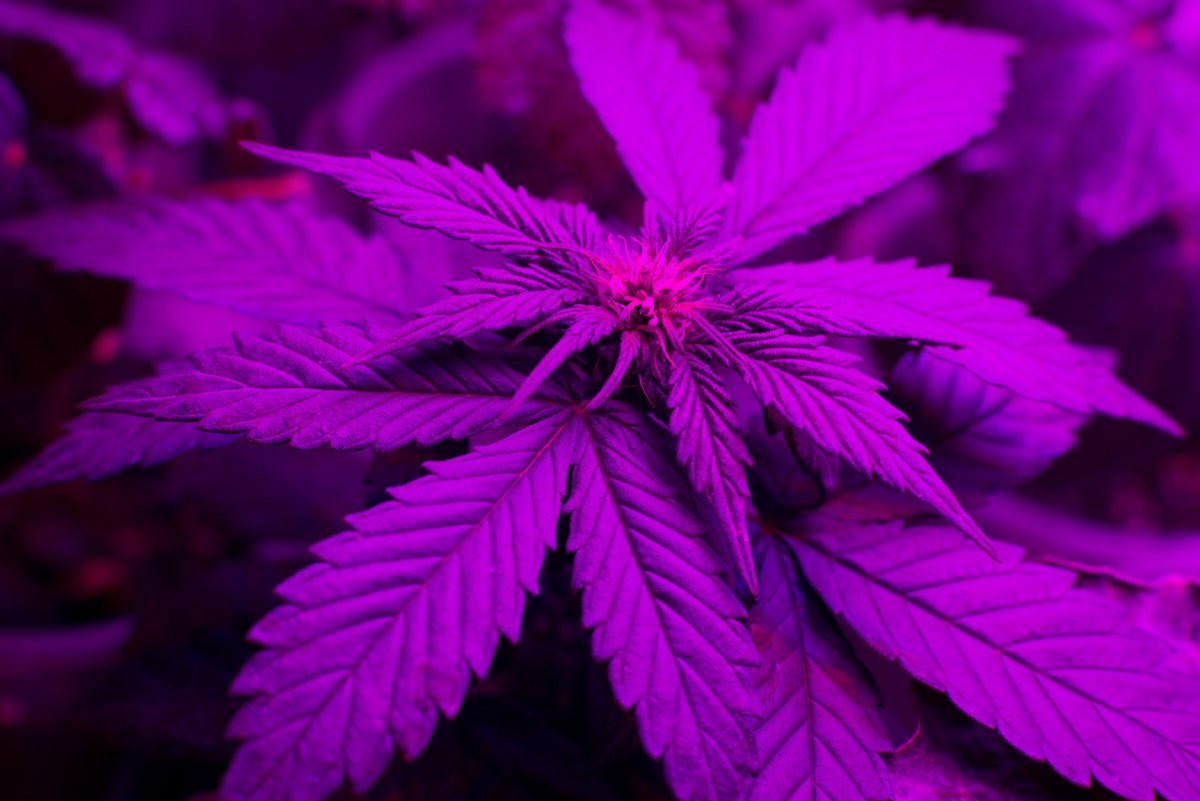 Demandlighting's tweet photo. LED grow lights are saving many in the cannabis industry money on energy costs, as well as lower maintenance costs, and produce larger crop yields. 
-
https://t.co/shh00TKkdj
-
Contact Demand Lighting today for the best in LED solutions!
-
https://t.co/NUmsesbojP

#demandlighting https://t.co/d55im2p1Ix