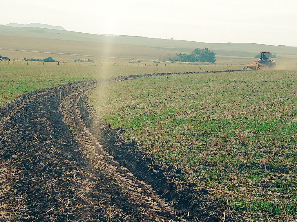 Junto a @mpereyrai implementando #BPA construyendo #curvasdenivel en potreros con pendiente, evitando la erosión hídrica, y mejorando la eficiencia del agua de lluvia que queda en el perfil de suelo.