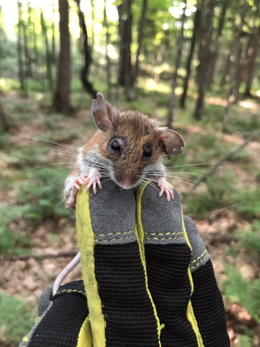 gsabrinus's tweet photo. Never too early to hear about #Peromyscus! Find out what this #oldtimer’s been up to tomorrow morning at 8 in M112. Was she affected by the #polarvortex? How does she feel about #climatechange? OK, I won’t answer that last ?? but I will address #popeco. #micematter #ESA2019 https://t.co/UBWGyMos9O