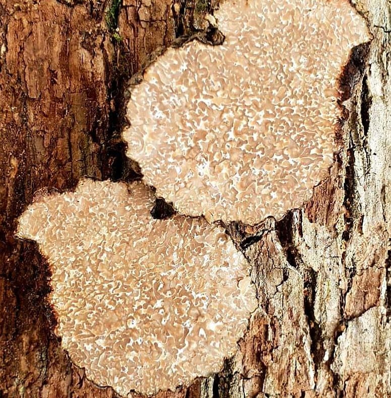 Zagreb holds many, many secrets. Like, for example, possibility to go truffle 🌳  hunting - and have a taste of this delicacy later on. 🙃☀️ Book now at ➡️ bit.ly/2NaWcfL