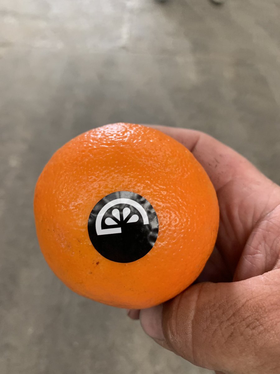 TatwsTrading's tweet photo. Look at the nipple on that 😍😍😍😍😍😍😍#minneolas amazing flavour @TheRealGoldCup 👌👌👌👌👌 https://t.co/BGg8d3P531