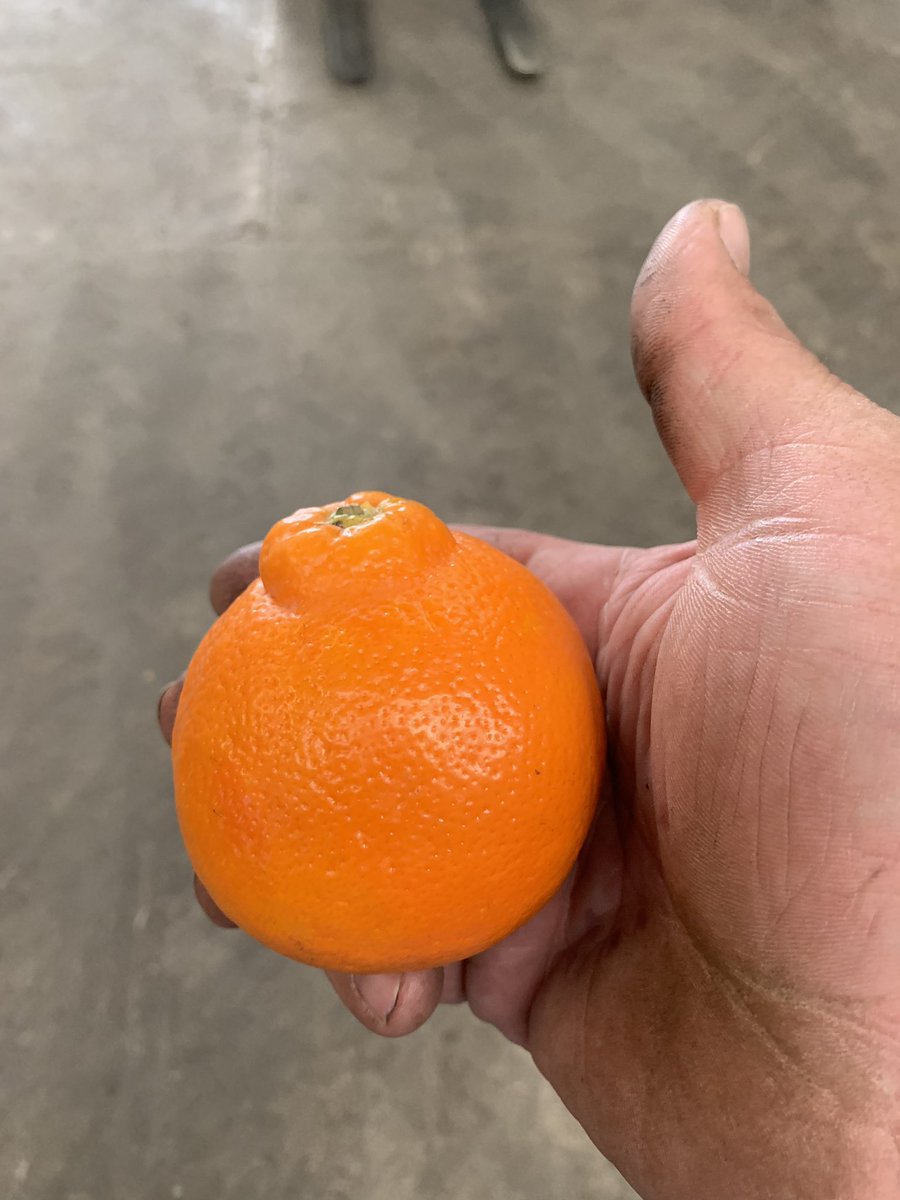 TatwsTrading's tweet photo. Look at the nipple on that 😍😍😍😍😍😍😍#minneolas amazing flavour @TheRealGoldCup 👌👌👌👌👌 https://t.co/BGg8d3P531