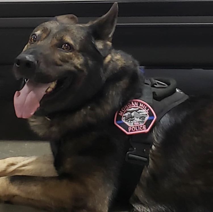 MorganHillPD's tweet photo. K9 Basco is on fleek! $5 #PinkPatch now available in the front lobby of #MHPD. https://t.co/1K304SIiLp