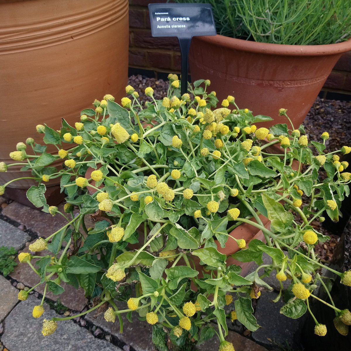 MattOliver87's tweet photo. Electric daisy flowering it's socks off. Best way to describe the taste of the flowers is like licking a 9v battery. If you don't know what that sensation is like then you were the boring kid at schoolππΌπ±ππ #GlobalGrowthVeg #GGVG https://t.co/jijcXGdkmP