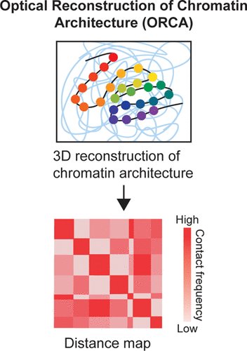 BiochemistryACS's tweet photo. A new #ASAPublishable Viewpoint from @WangHsiaoLinV and @corcesvictor describes ORCA, a method for the 3D visualization of chromatin organization in individual cells. #DevBio #imaging #microscopy
https://t.co/wEAVq6vTLa https://t.co/5bLBWEDCjh