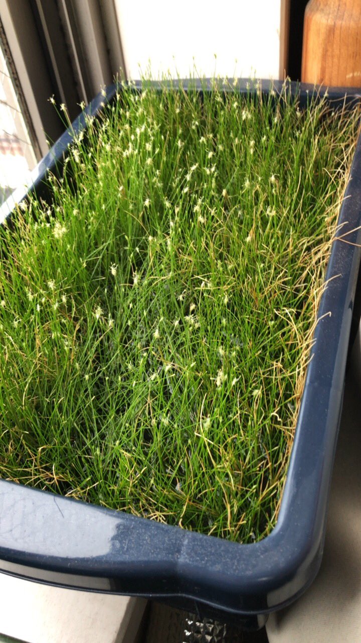 かん 育ててるショートヘアーグラスから小さな花 そして溢れるニューラージパールグラス T Co Tdd7e7yovr Twitter