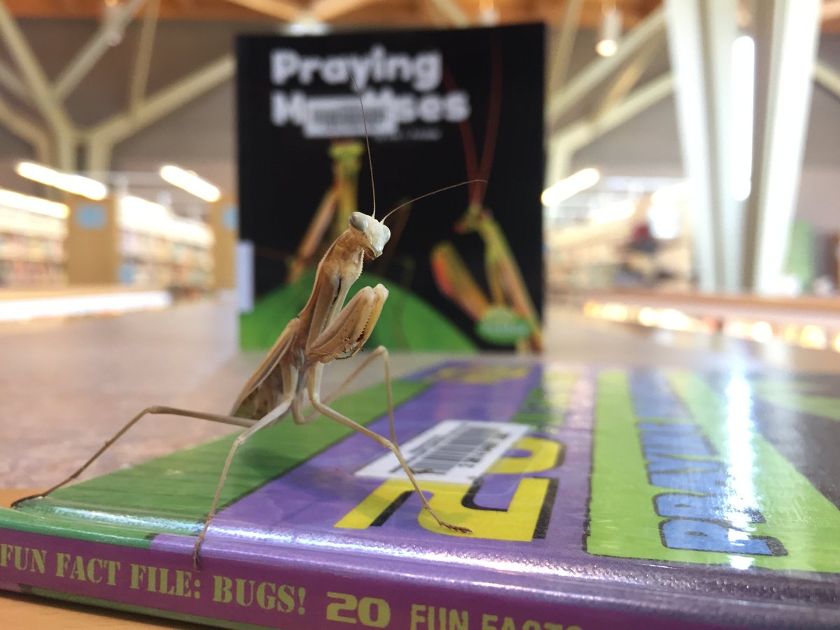 SherwoodLibrary's tweet photo. We had an awesome praying mantis visit the library yesterday to beat the heat with some great Summer reads! (Just a couple weeks late for The Bug Chicks program, unfortunately.) https://t.co/DiU3ZGEOsg
