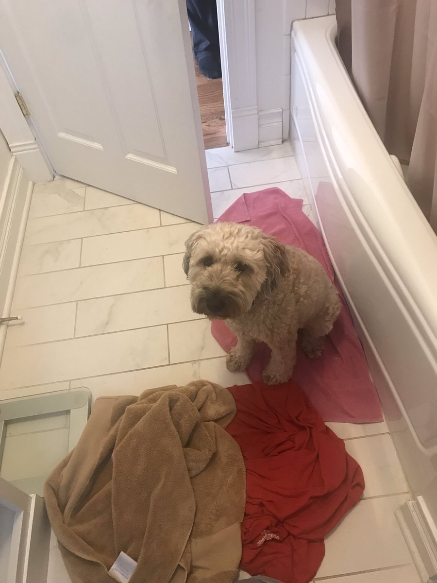 she is THE cutest dog. no dog will ever top her ..my whole heart