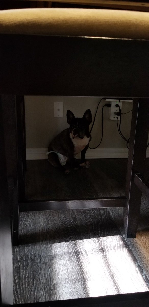 Day 2 of 7 of photos of my life. The rules: No humans (doggie selfies are acceptable) no explanations