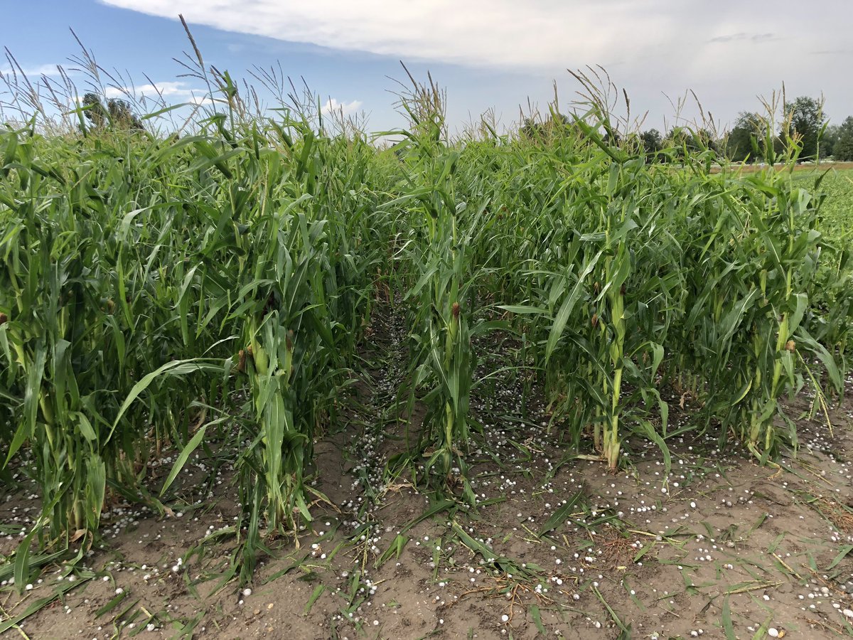 More on the hail damaged crop pictures
