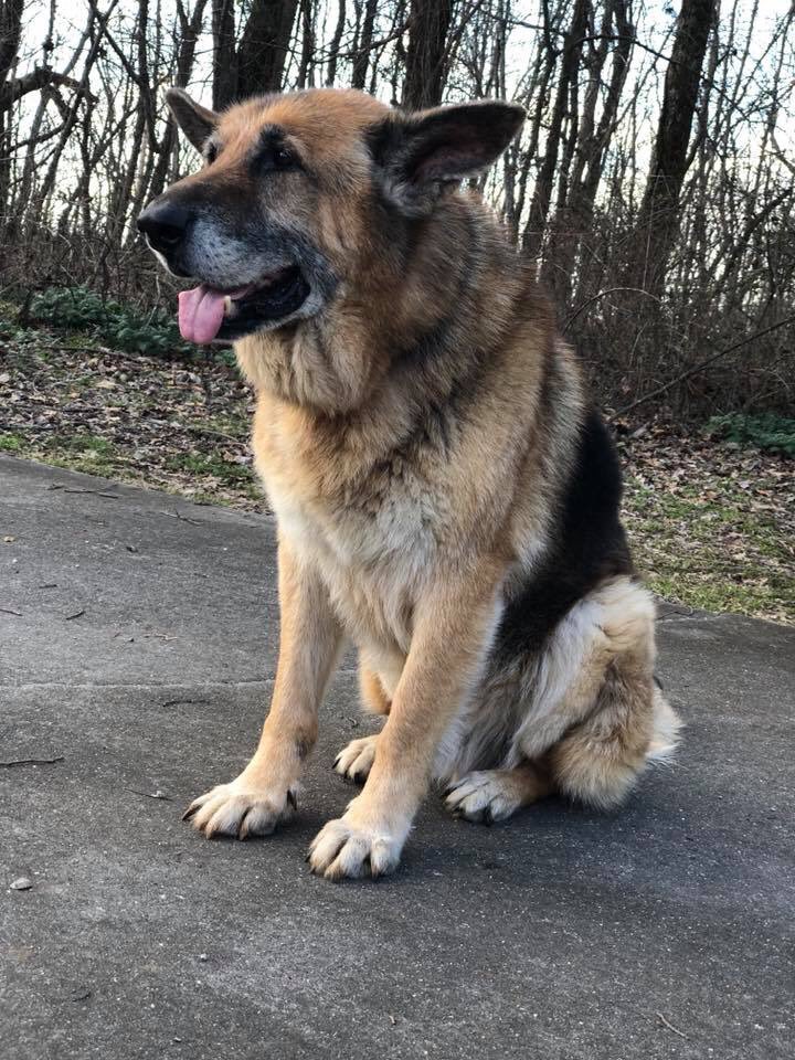 REDROSES7's tweet photo. My dog passed away today. 💔😭💔 R.I.P. Tank. 6-06 to 8-15-19. Lived a long good life. I’ll miss you boy. https://t.co/nUgA8l0oO4