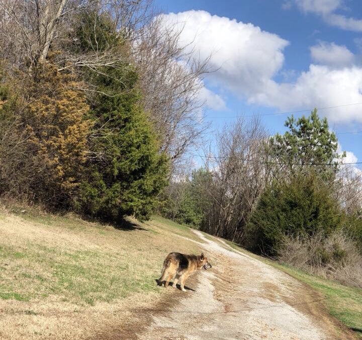 REDROSES7's tweet photo. My dog passed away today. 💔😭💔 R.I.P. Tank. 6-06 to 8-15-19. Lived a long good life. I’ll miss you boy. https://t.co/nUgA8l0oO4