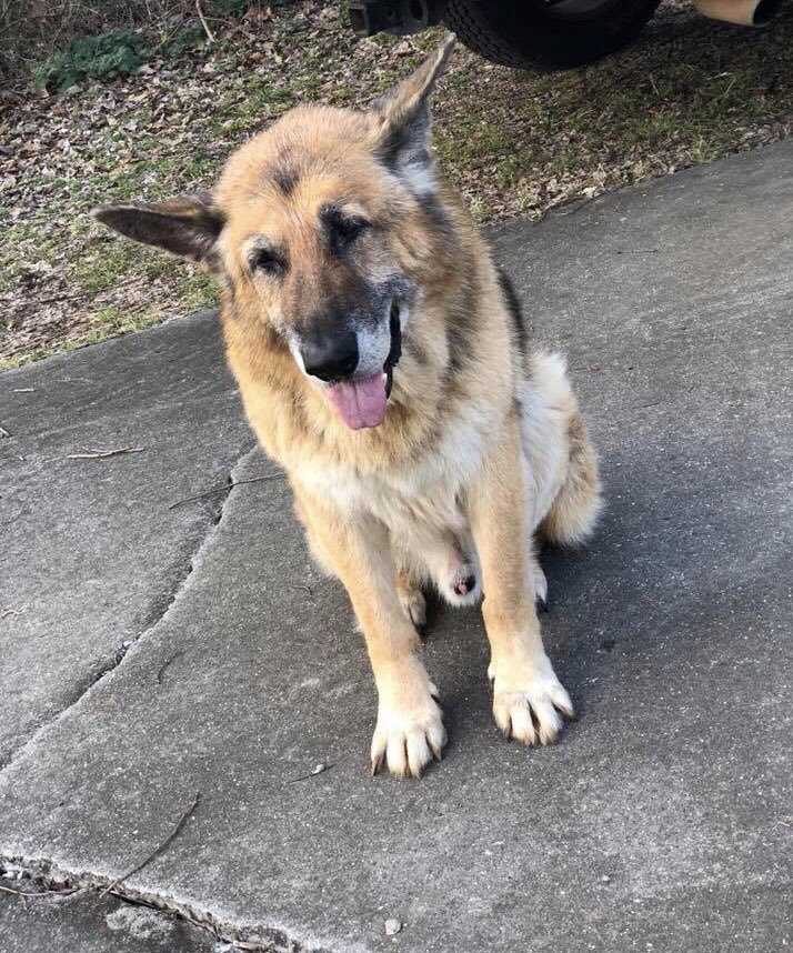 REDROSES7's tweet photo. My dog passed away today. 💔😭💔 R.I.P. Tank. 6-06 to 8-15-19. Lived a long good life. I’ll miss you boy. https://t.co/nUgA8l0oO4