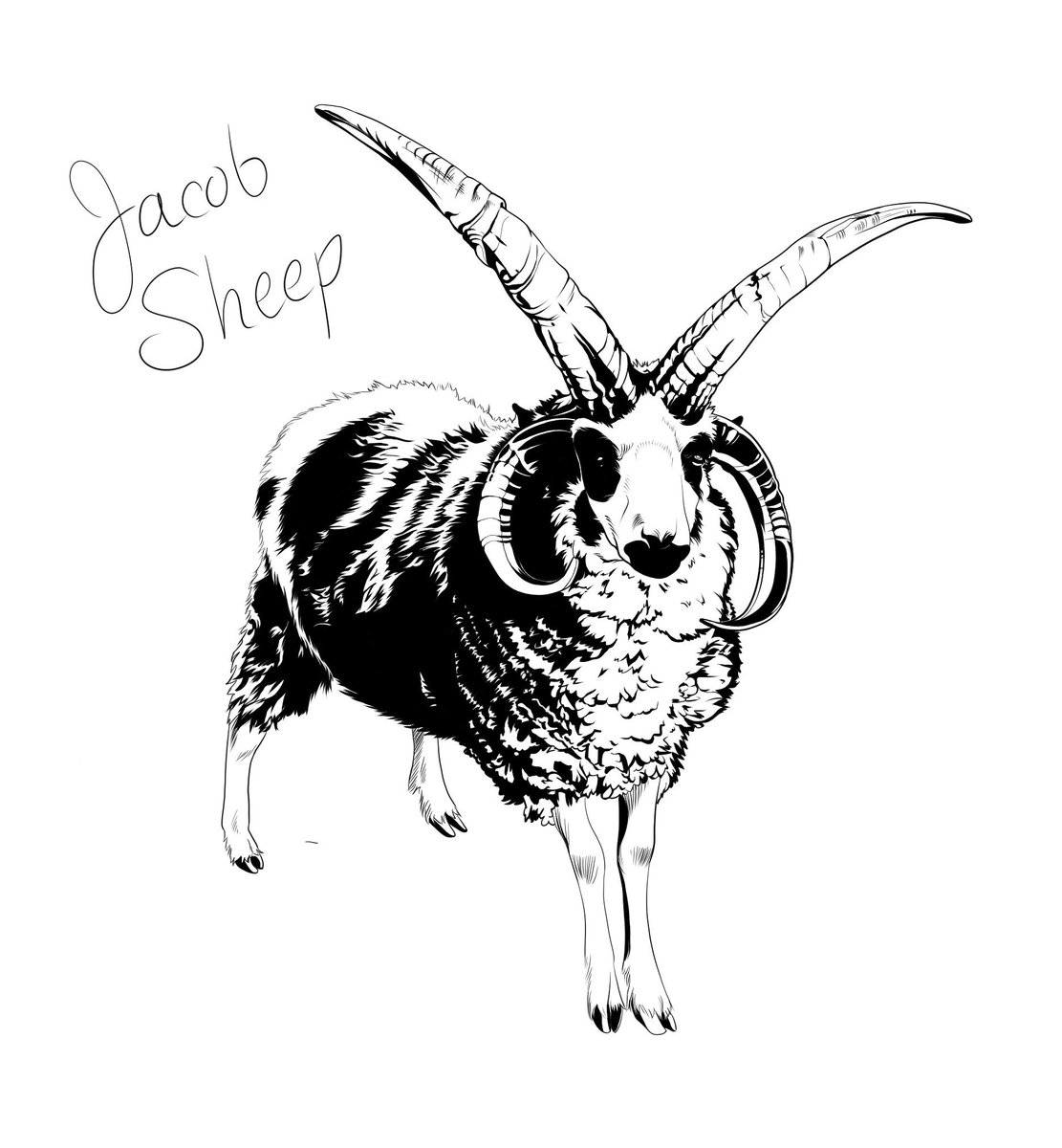 BeckiDraws's tweet photo. Sheep I drew for work that I may have spent a bit too long on... I've been really getting back into doing lineart/inking recently https://t.co/Q2IDf4ooVa