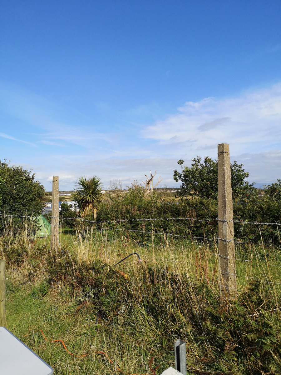 Lindsay Carrington tweet media