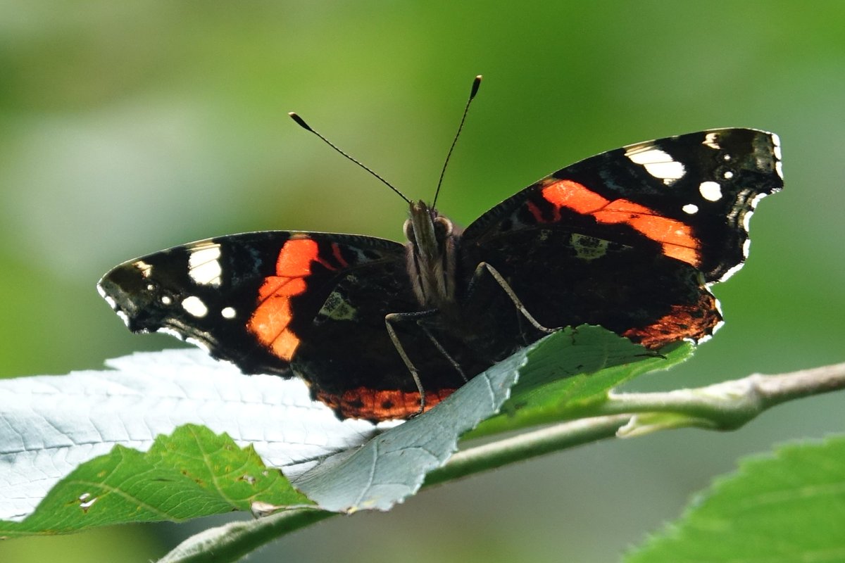 Butterfly_pics's tweet photo. What a beauty - #Redadmiral # butterfly warming up in the #sunshine - always a stunning sight especially with wings lit up 👍 @savebutterflies #butterflyconservation #NaturePhotography https://t.co/3udnn7f0D4