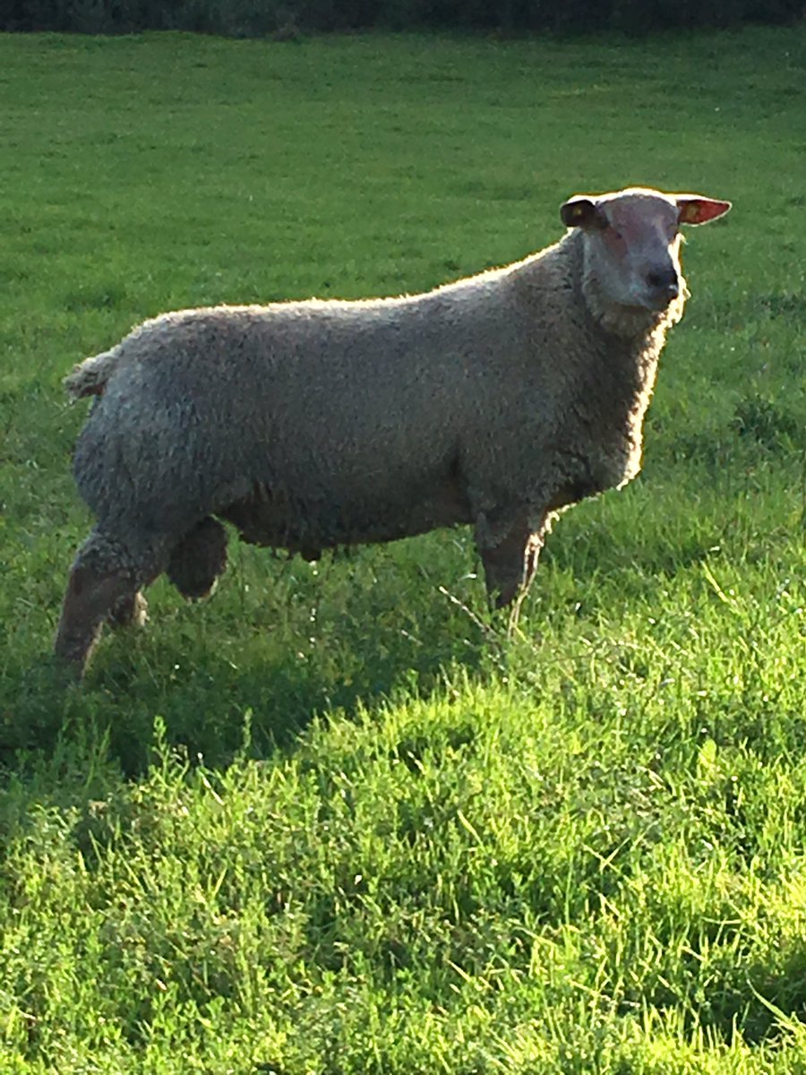 Really like this guy, mad as a hatter but meat all the way! Heading to Sheep Ireland sale