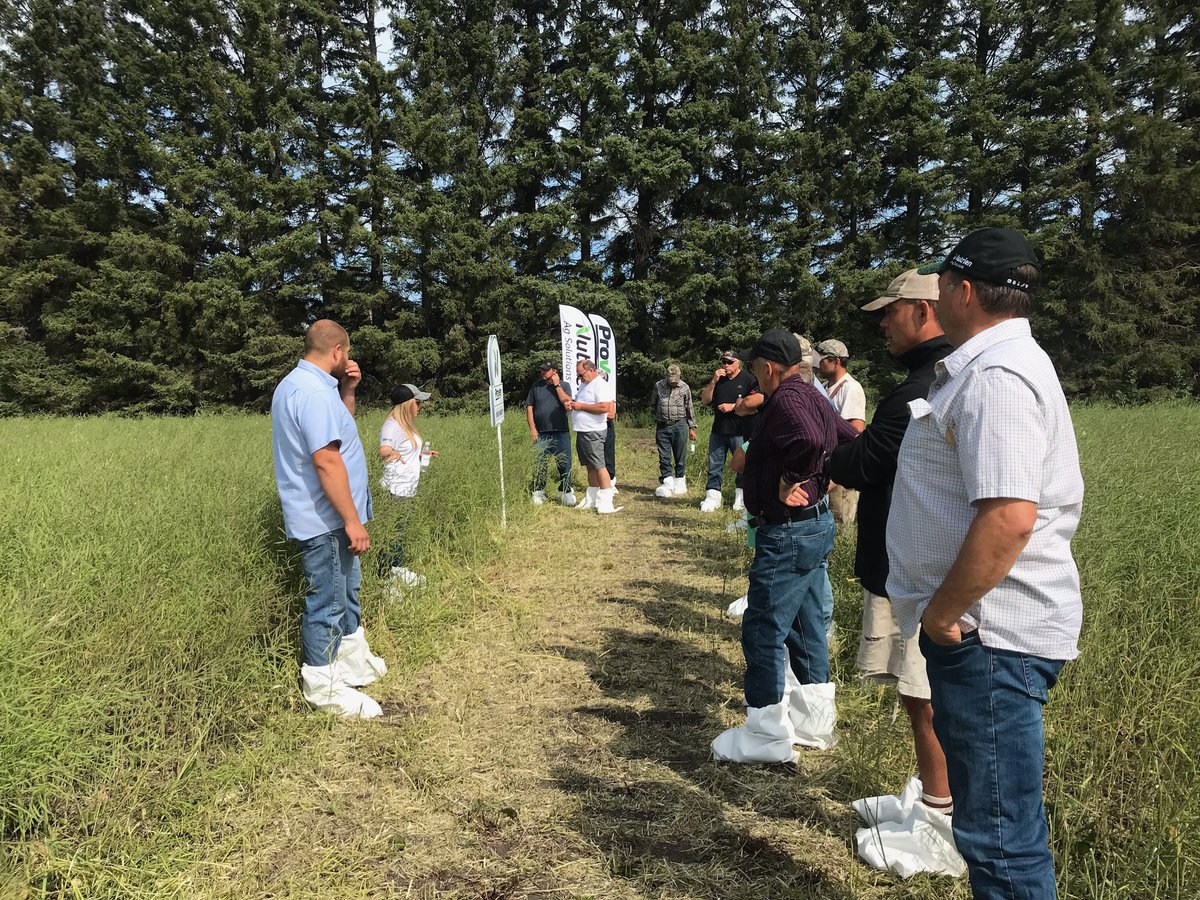 Another great canola performance trial tour in Albertville, SK! <a href="/NutrienAgCda/">Nutrien Ag Solutions Canada</a> <a href="/ProvenSeed/">Proven Seed</a>